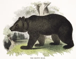 The Brown Bear, pedagogisk illustrasjonspub. av Society for Promoting Christian Knowledge, 1843 (akvatint)